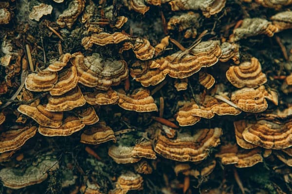 Turkey Tail Mushroom Side Effects: What You Need To Know Before Taking It For Autoimmune Disorders